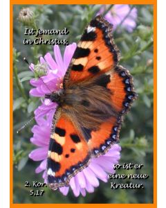 Faltkarte 6 Stück 'Schmetterling'