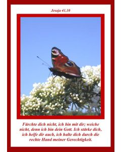 Faltkarte 6 Stück 'Schmetterling/Blüte'