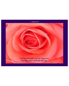 Faltkarte 6 Stück 'Rosa Rosenblüte'
