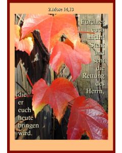 Faltkarte 6 Stück 'Rote Blätter'